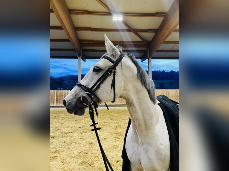 Holstein Gelding 13 years 17 hh Grey in Dietikon