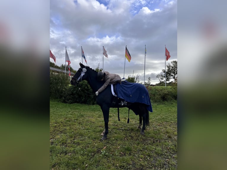 Holstein Gelding 13 years 17 hh Smoky-Black in Hamburg Halstenbek