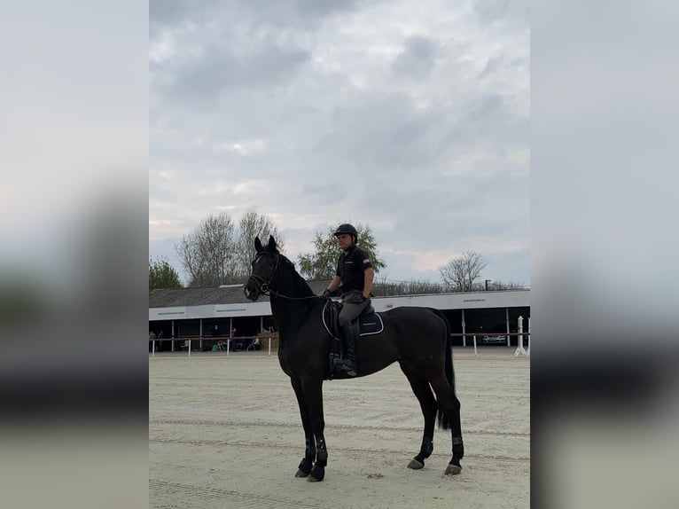 Holstein Gelding 13 years 17 hh Smoky-Black in Szentendre