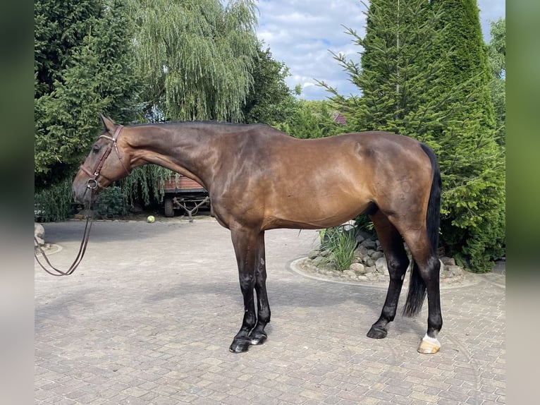 Holstein Gelding 13 years 17,2 hh Bay-Dark in Paruszka