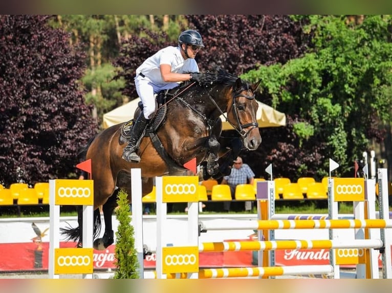 Holstein Gelding 13 years 17,2 hh Bay-Dark in Paruszka