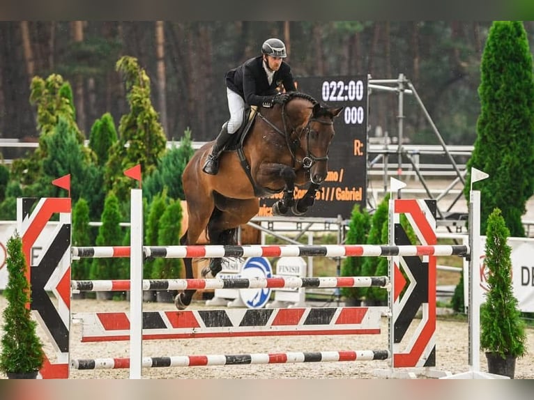 Holstein Gelding 13 years 17,2 hh Bay-Dark in Paruszka
