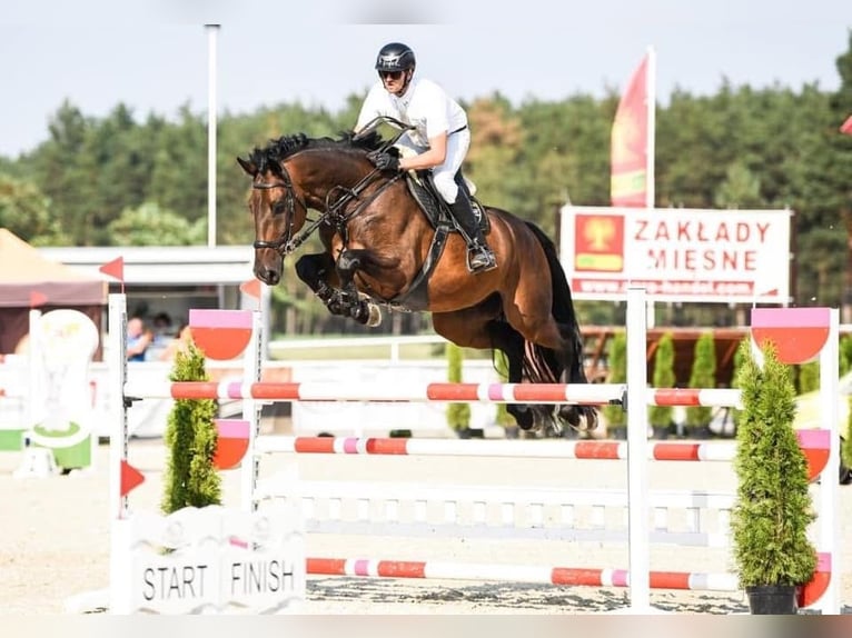 Holstein Gelding 13 years 17,2 hh Bay-Dark in Paruszka