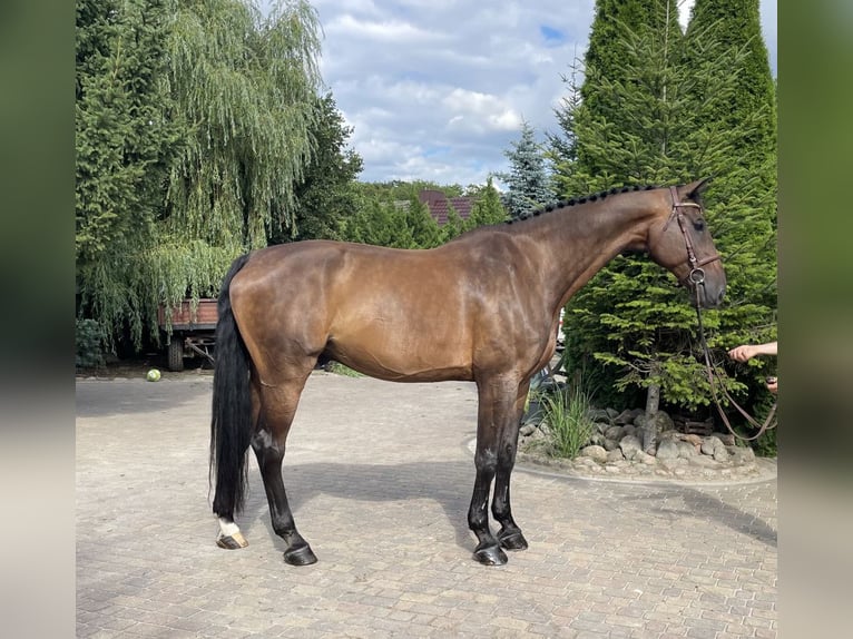 Holstein Gelding 13 years 17,2 hh Bay-Dark in Paruszka