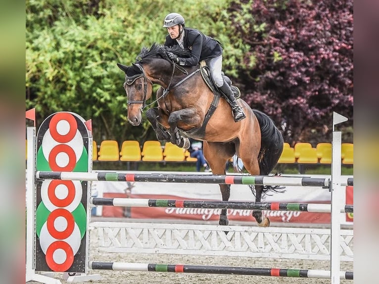 Holstein Gelding 13 years 17,2 hh Bay-Dark in Paruszka