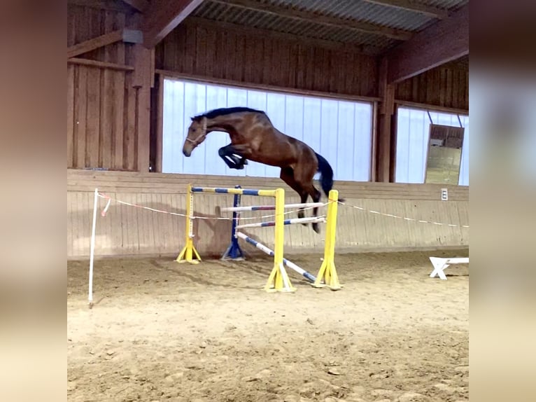 Holstein Gelding 13 years 17,3 hh Brown in Niepars