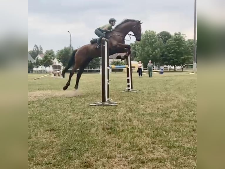 Holstein Gelding 13 years 17,3 hh Brown in Niepars
