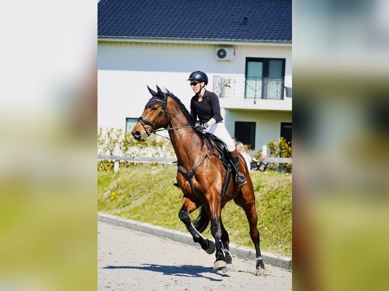Holstein Gelding 13 years 17,3 hh Brown in Niepars