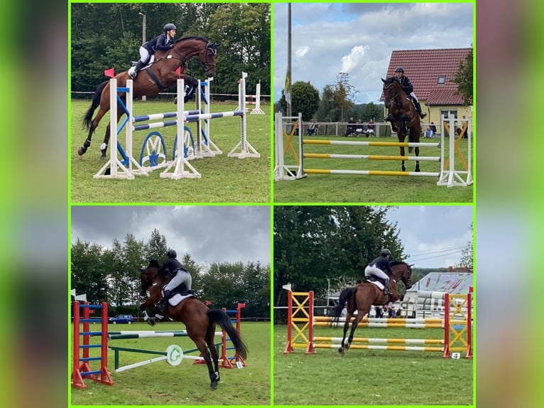 Holstein Gelding 13 years 17,3 hh Brown in Niepars