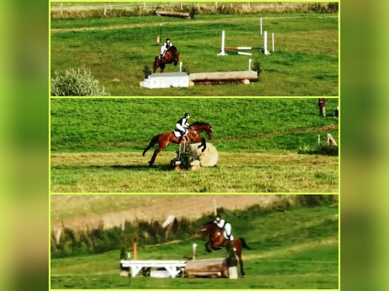 Holstein Gelding 13 years 17,3 hh Brown in Niepars