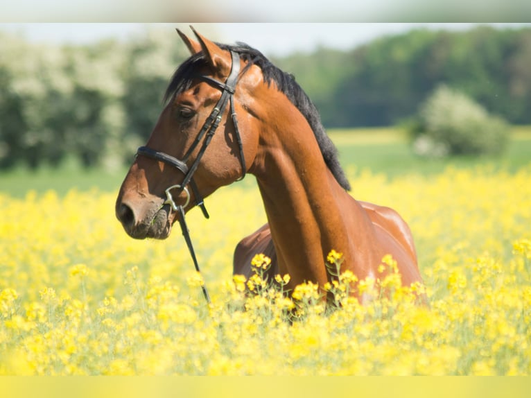 Holstein Gelding 13 years 17,3 hh Brown in Niepars
