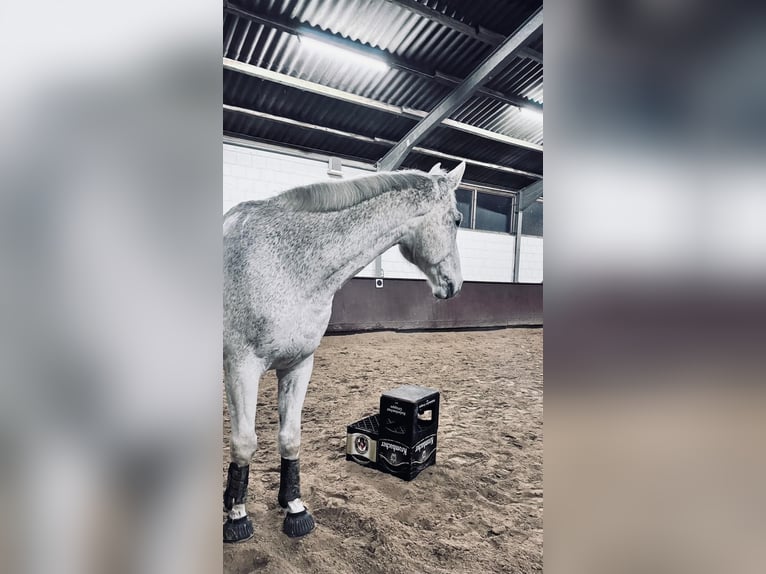 Holstein Gelding 13 years 18,2 hh Grey in Felsberg