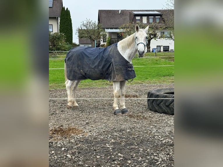 Holstein Gelding 13 years 18,2 hh Grey in Felsberg