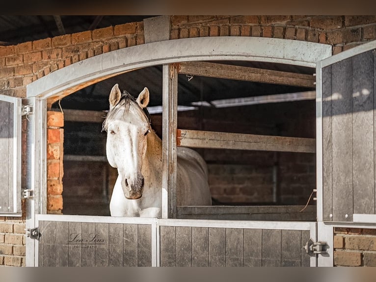 Holstein Gelding 14 years 15,1 hh Gray in Kessenich