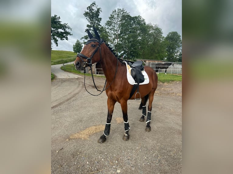 Holstein Gelding 14 years 15.2 hh Brown in Sankt Gangloff