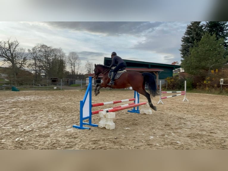 Holstein Gelding 14 years 15.2 hh Brown in Sankt Gangloff