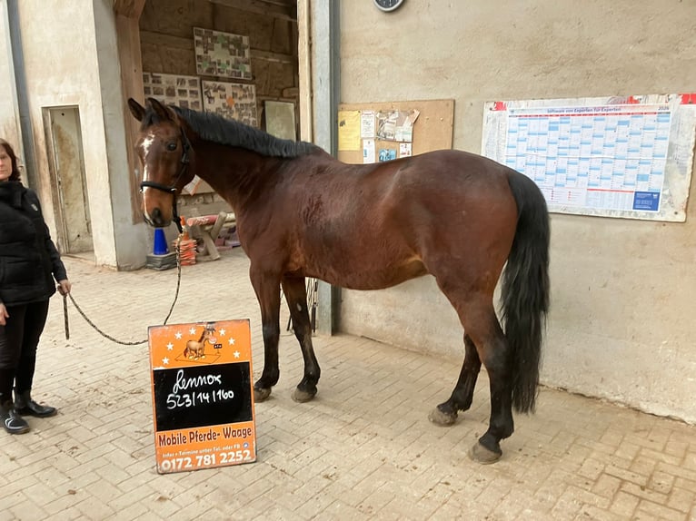 Holstein Gelding 14 years 15.2 hh Brown in Sankt Gangloff
