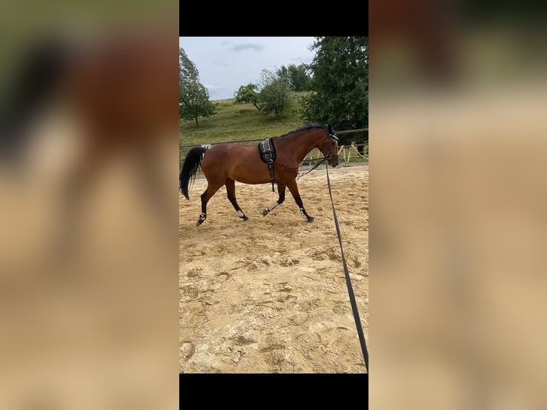 Holstein Gelding 14 years 15.2 hh Brown in Sankt Gangloff
