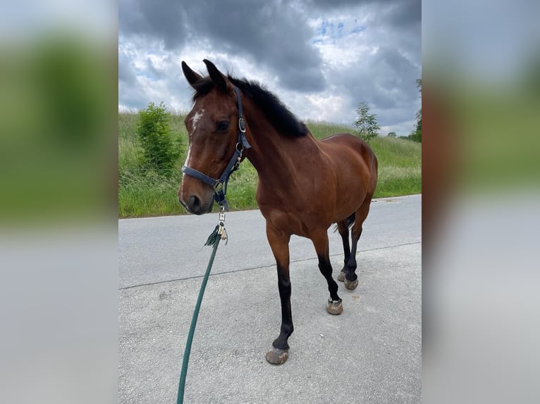 Holstein Gelding 14 years 15,2 hh Brown in Sankt Gangloff