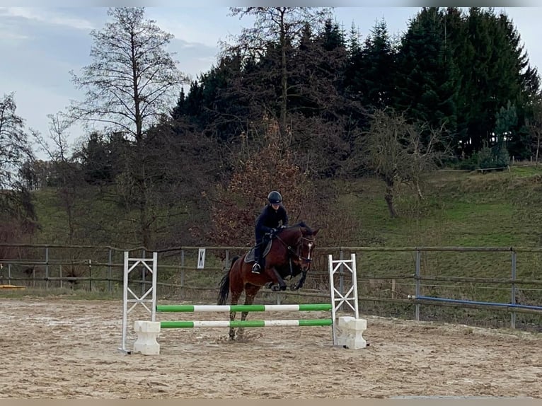 Holstein Gelding 14 years 15,2 hh Brown in Sankt Gangloff