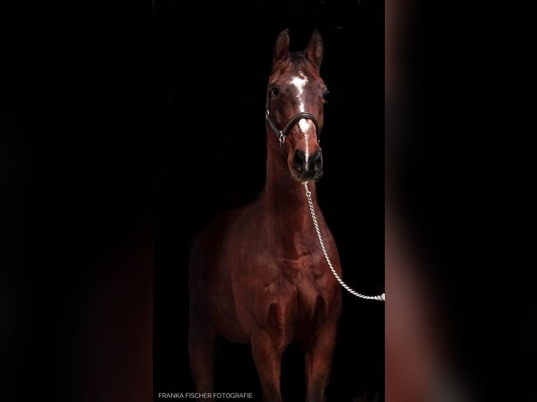 Holstein Gelding 14 years 15,2 hh Brown in Sankt Gangloff