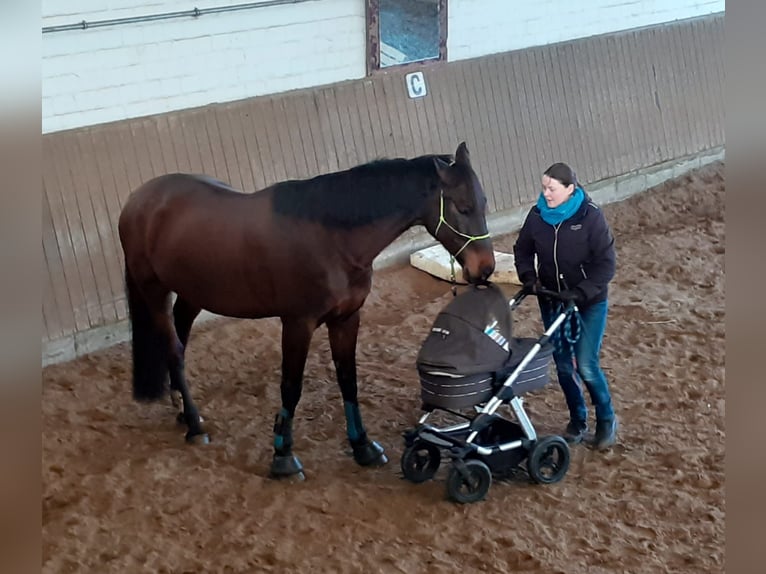 Holstein Gelding 14 years 16,1 hh Brown in Dachtmissen