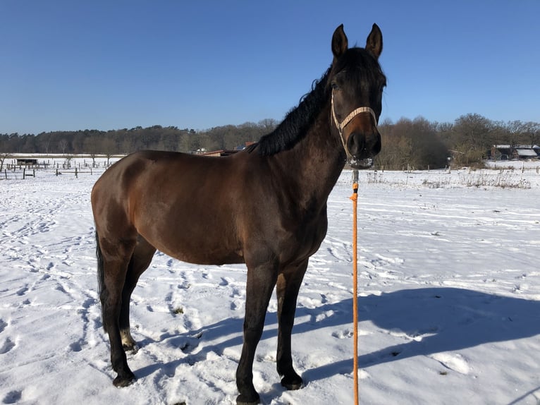 Holstein Gelding 14 years 16,1 hh Brown in Dachtmissen