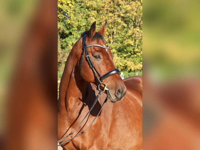 Holstein Gelding 14 years 16,1 hh Brown in Glandorf