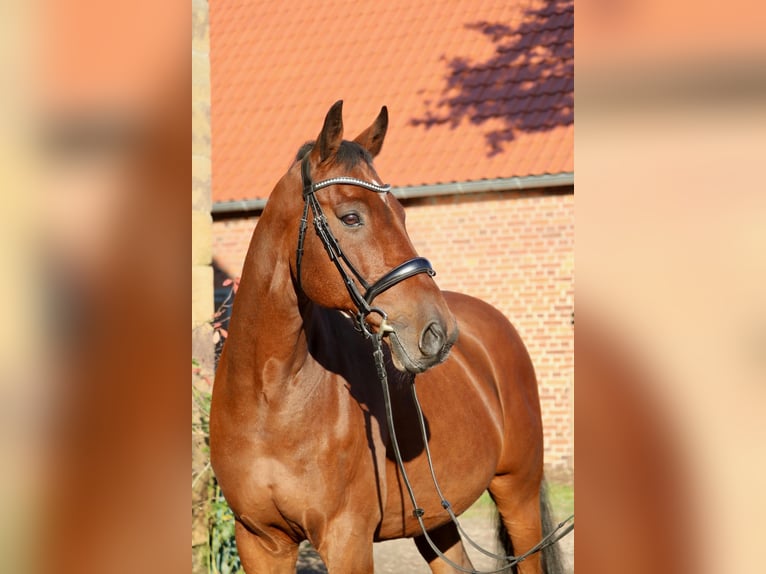 Holstein Gelding 14 years 16,1 hh Brown in Glandorf