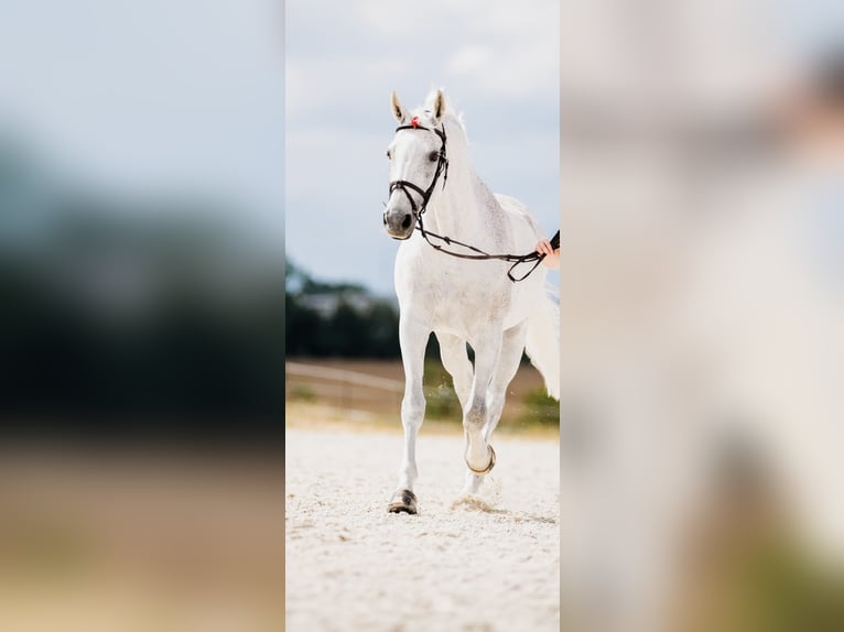 Holstein Gelding 14 years 16,1 hh in Leisnig