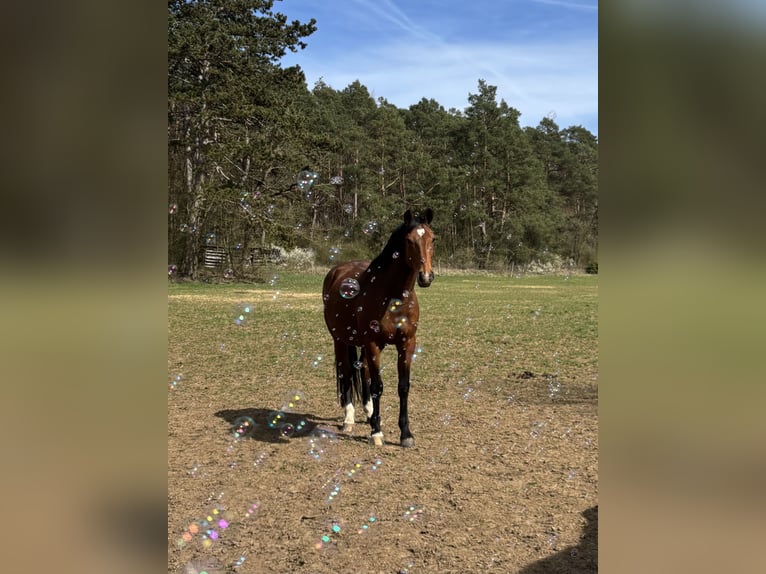 Holstein Gelding 14 years 16.2 hh Brown in Wertheim