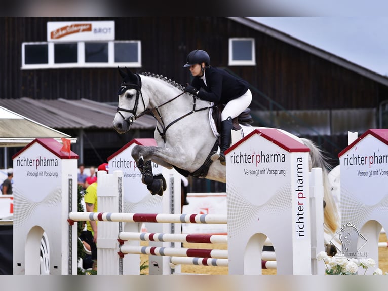 Holstein Gelding 14 years 16.2 hh Grey in Zorneding