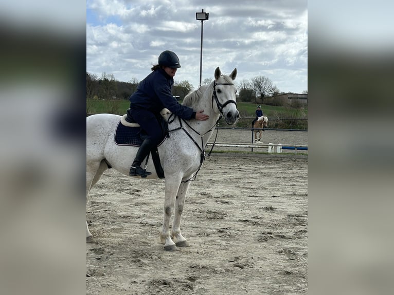 Holstein Gelding 14 years 16.2 hh Grey in Ahrensbök