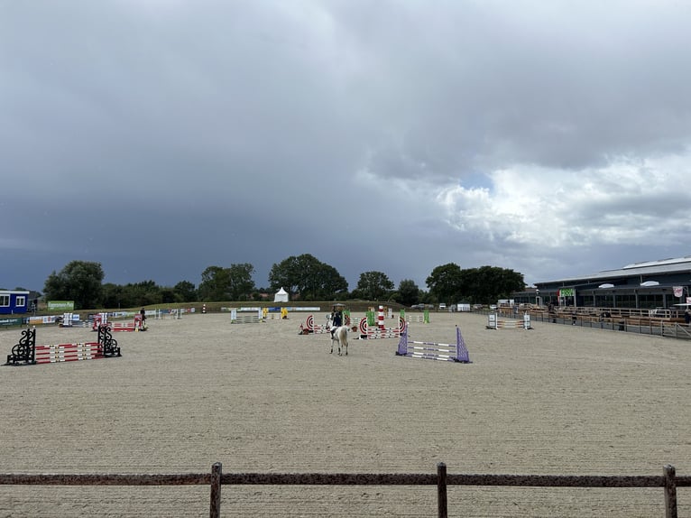 Holstein Gelding 14 years 16.2 hh Grey in Ahrensbök