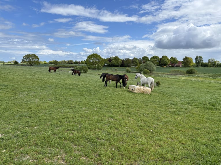 Holstein Gelding 14 years 16.2 hh Grey in Ahrensbök