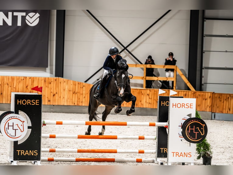 Holstein Gelding 14 years 16.3 hh Brown in Warsaw