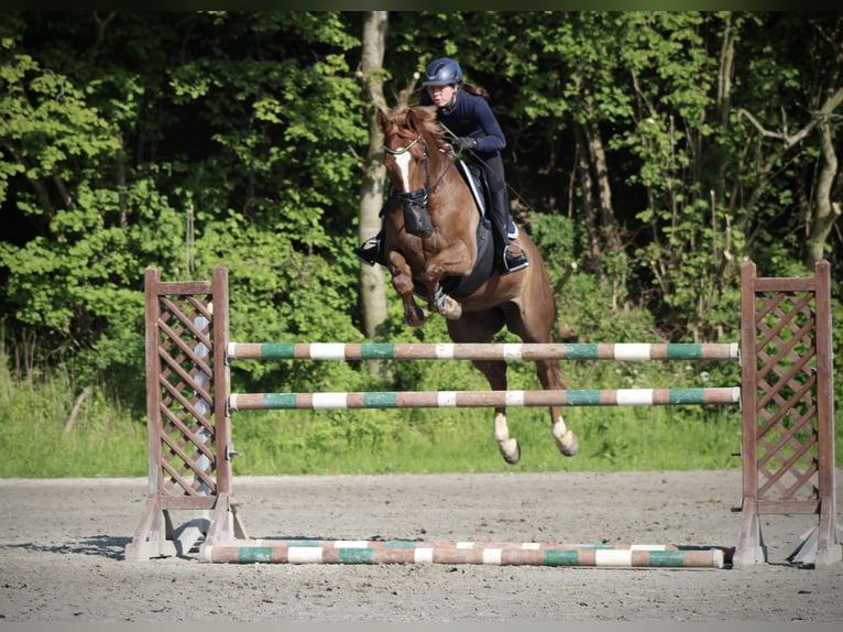 Holstein Gelding 14 years 16.3 hh Chestnut-Red in Felde