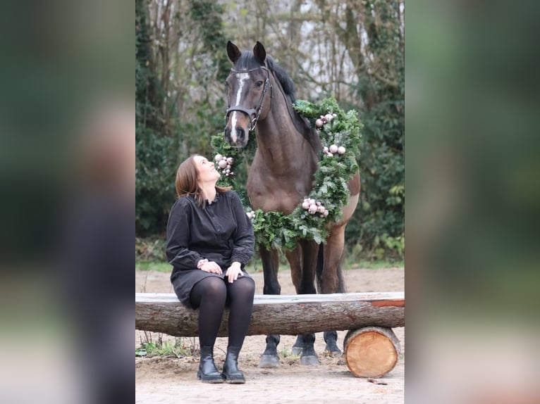 Holstein Gelding 14 years 16 hh Brown in Heidmühlen