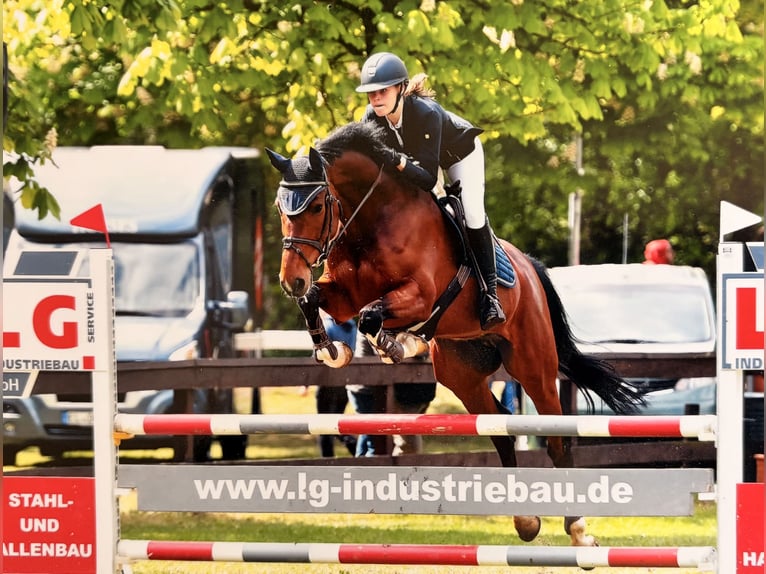 Holstein Gelding 14 years 16 hh Brown in Meppen