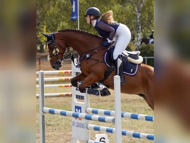 Holstein Gelding 14 years 16 hh Brown in Könnern