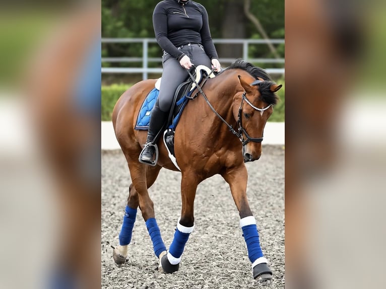 Holstein Gelding 14 years 16 hh Brown in Könnern