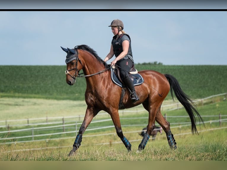 Holstein Gelding 14 years 16 hh Brown in Neustadt an der Donau