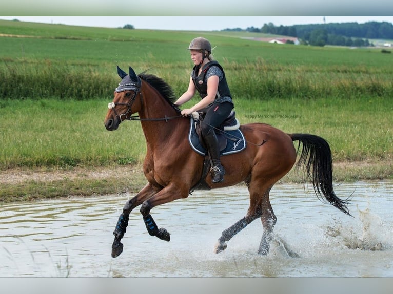 Holstein Gelding 14 years 16 hh Brown in Neustadt an der Donau