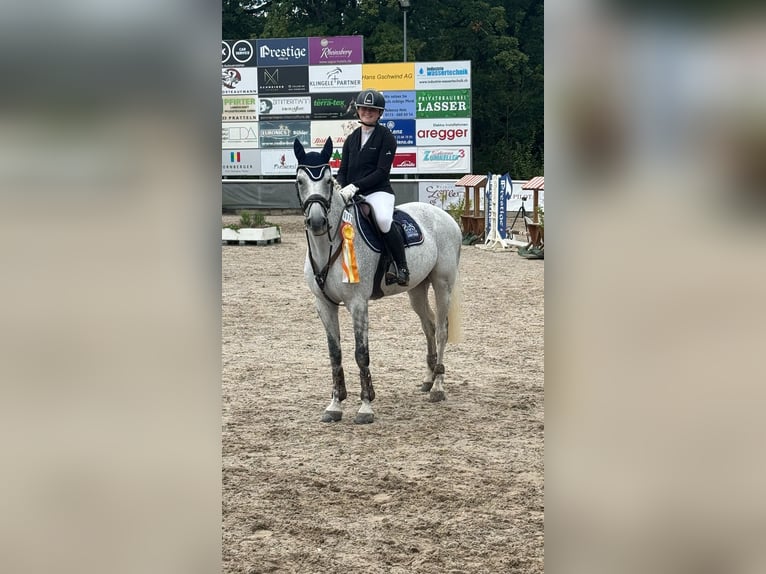 Holstein Gelding 14 years 16 hh Gray in Schopfheim