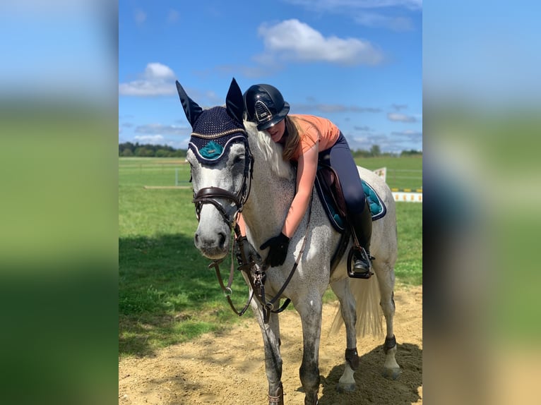 Holstein Gelding 14 years 16 hh Gray in Schopfheim