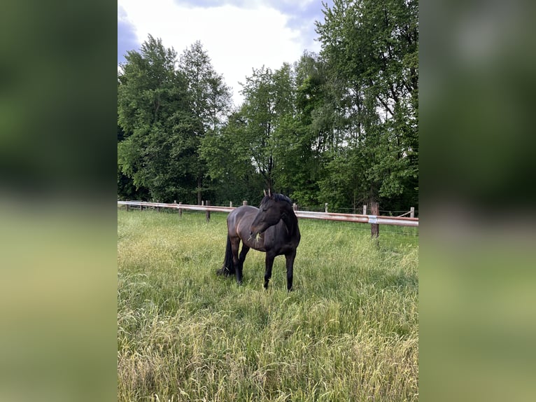 Holstein Gelding 14 years 16,1 hh Bay-Dark in Klein Pampau
