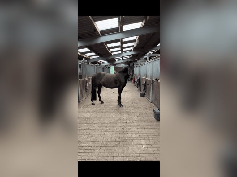 Holstein Gelding 14 years 16,1 hh Bay-Dark in Klein Pampau