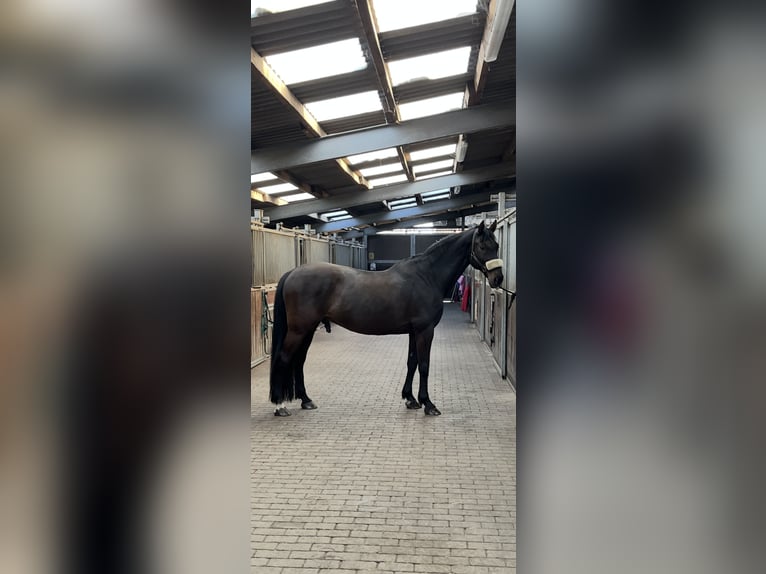 Holstein Gelding 14 years 16,1 hh Bay-Dark in Klein Pampau