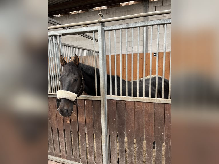 Holstein Gelding 14 years 16,1 hh Bay-Dark in Klein Pampau