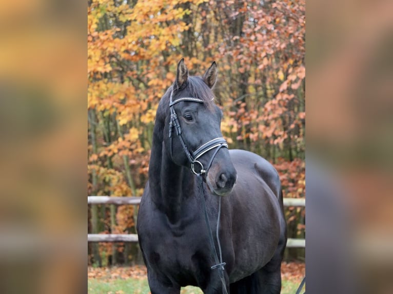 Holstein Gelding 14 years 16,1 hh Bay-Dark in Klein Pampau